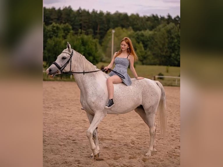 Polski koń szlachetny półkrwi Klacz 14 lat 160 cm Siwa in Linkowo