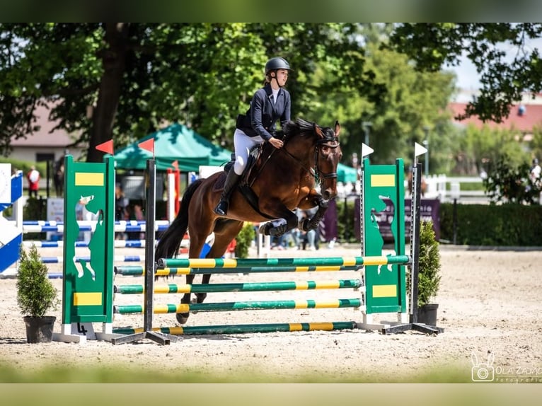 Polski koń szlachetny półkrwi Klacz 15 lat 165 cm Gniada in Stanisław Dolny