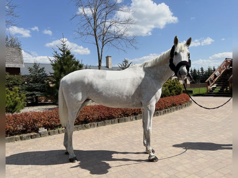 Polski koń szlachetny półkrwi Klacz 15 lat 172 cm Siwa in Nowodwór