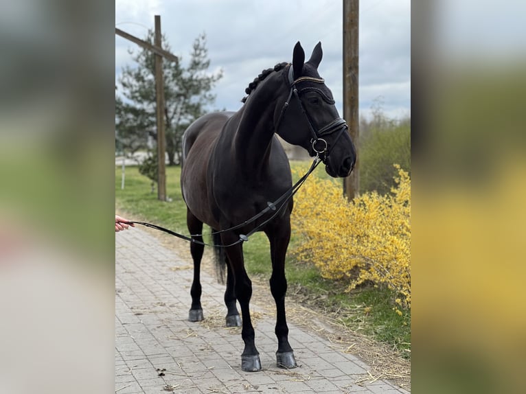 Polski koń szlachetny półkrwi Klacz 16 lat 168 cm Kara in Łódź