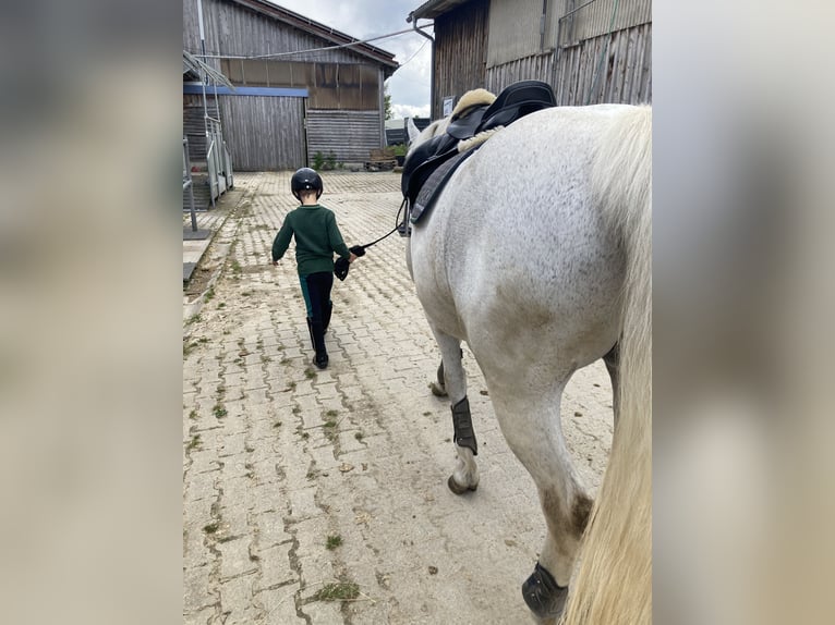 Polski koń szlachetny półkrwi Klacz 17 lat 160 cm Siwa w hreczce in Marktoberdorf