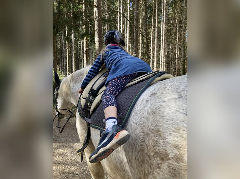 Polski koń szlachetny półkrwi Klacz 17 lat 160 cm Siwa w hreczce in Marktoberdorf