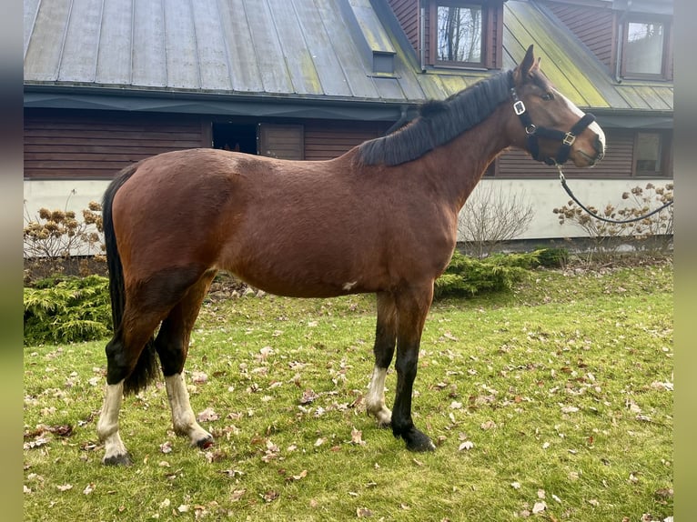 Polski koń szlachetny półkrwi Klacz 3 lat 161 cm Gniada in Czarna Huta