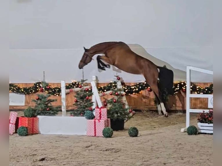 Polski koń szlachetny półkrwi Klacz 3 lat 168 cm Gniada in Posadowo