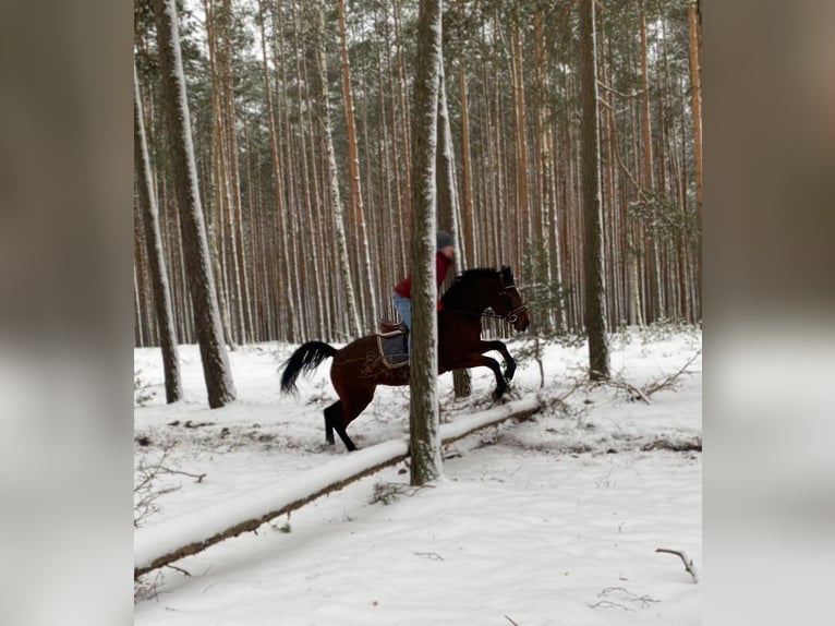 Polski koń szlachetny półkrwi Klacz 4 lat 156 cm Gniada in Görlitz