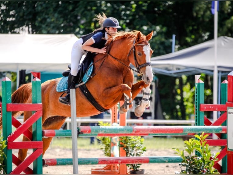 Polski koń szlachetny półkrwi Klacz 5 lat 169 cm Kasztanowata in Paruszka