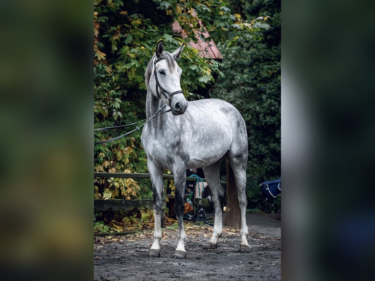 Polski koń szlachetny półkrwi Klacz 6 lat 170 cm Siwa in Kozery