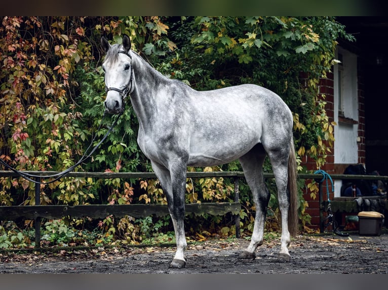 Polski koń szlachetny półkrwi Klacz 6 lat 170 cm Siwa in Kozery
