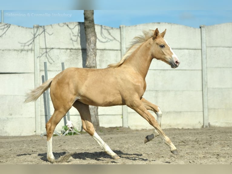 Polski koń szlachetny półkrwi Klacz Źrebak (02/2024) 168 cm Izabelowata in Kamieniec Wrocławski