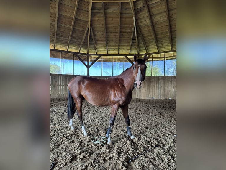 Polski koń szlachetny półkrwi Ogier 3 lat 165 cm Gniada in Pruszków