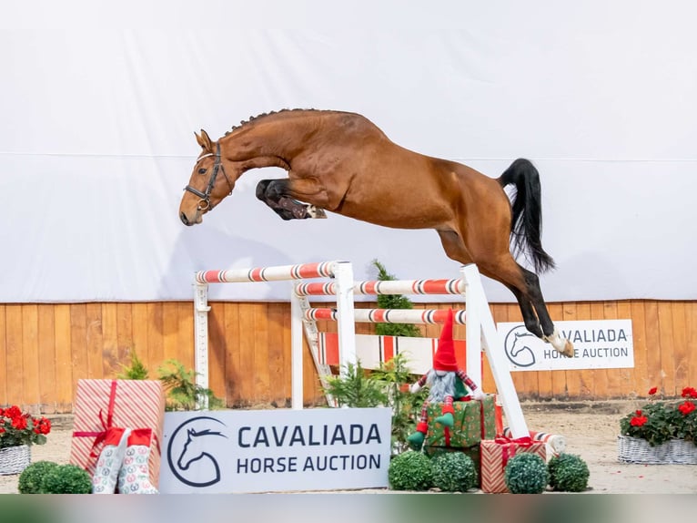 Polski koń szlachetny półkrwi Ogier 5 lat 167 cm Gniada in Wałbrzych