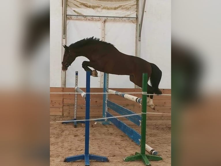 Polski koń szlachetny półkrwi Ogier 7 lat 165 cm Gniada in Ljubljana