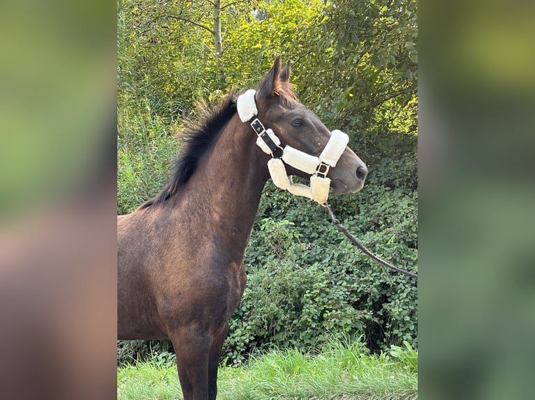 Polski koń szlachetny półkrwi Ogier Źrebak (03/2024) 165 cm Siwa in Wawrzeńczyce