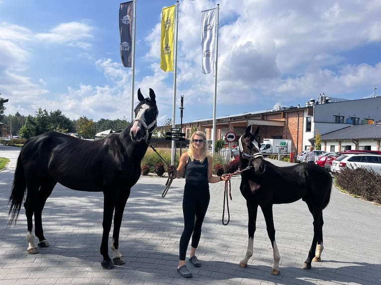 Polski koń szlachetny półkrwi Ogier Źrebak (03/2024) 168 cm Kara in Barwałd średni