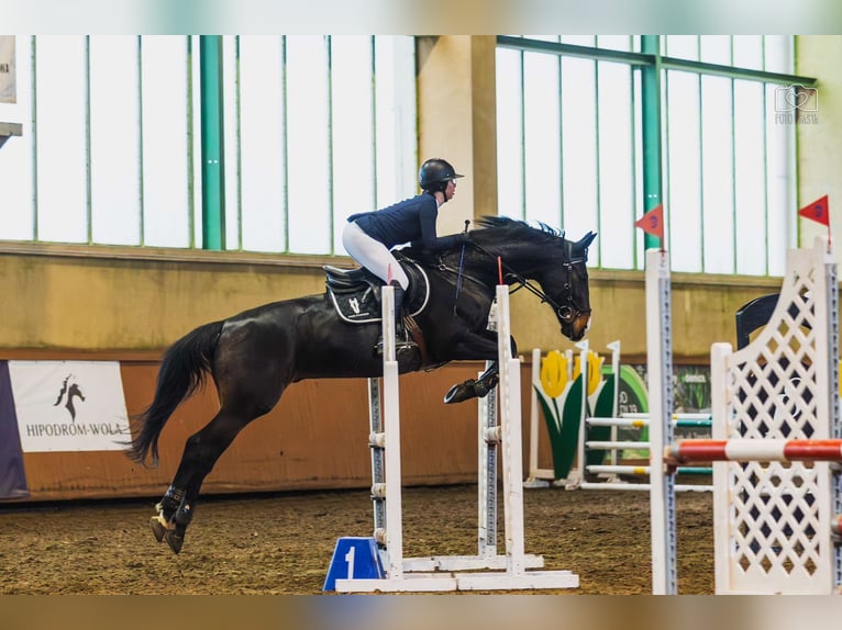 Polski koń szlachetny półkrwi Wałach 10 lat 168 cm Ciemnogniada in Poznań