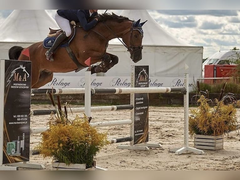 Polski koń szlachetny półkrwi Wałach 12 lat 173 cm Gniada in Podolszyn Nowy