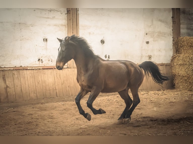 Polski koń szlachetny półkrwi Wałach 15 lat 165 cm Gniada in Seligenporten