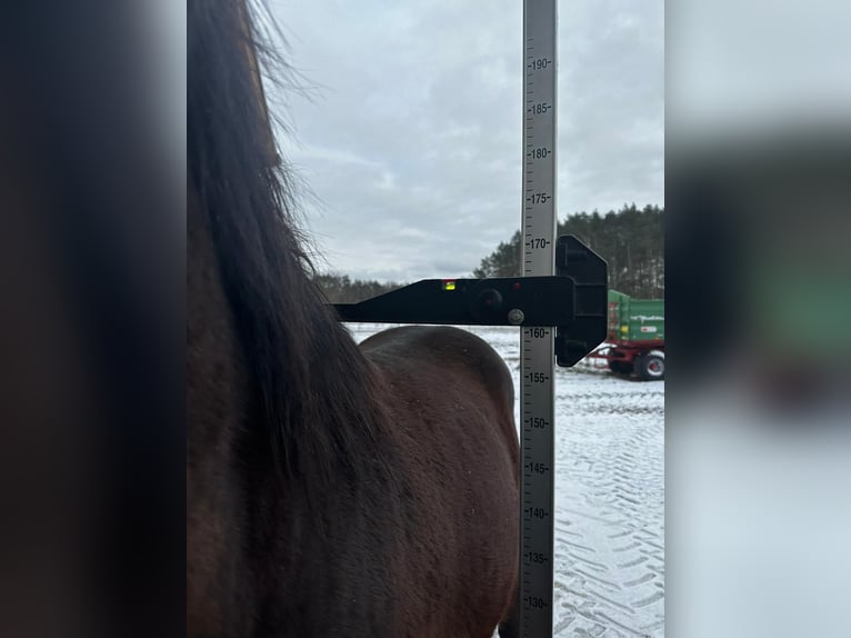 Polski koń szlachetny półkrwi Wałach 2 lat 170 cm Gniada in Santok