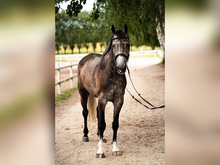 Polski koń szlachetny półkrwi Wałach 4 lat 168 cm Siwa in BałdońGodziesze