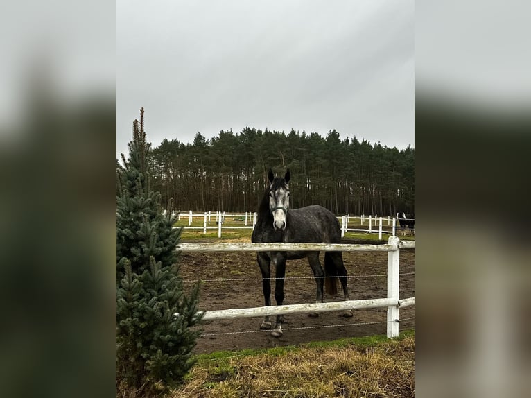 Polski koń szlachetny półkrwi Wałach 4 lat 171 cm Siwa in Santok