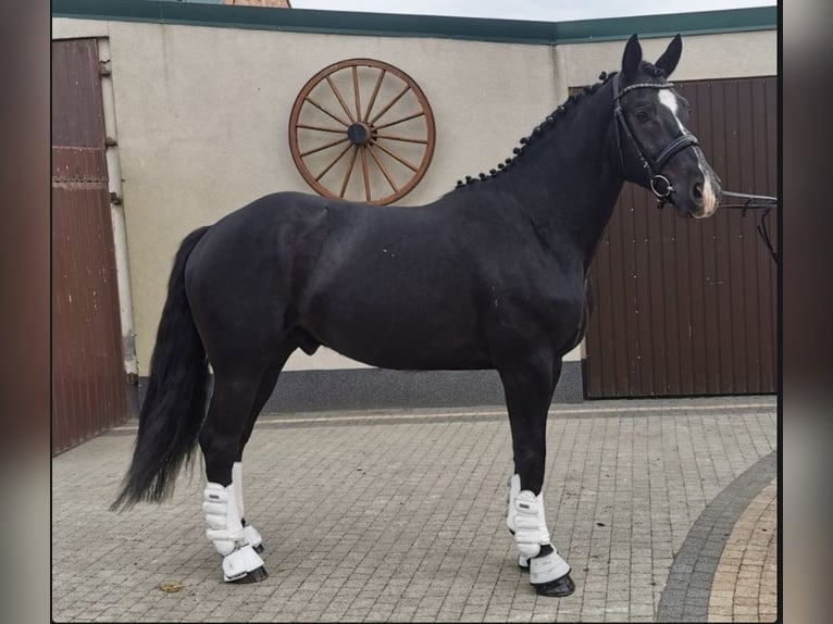 Polski koń szlachetny półkrwi Wałach 5 lat 165 cm Kara in Dąbie