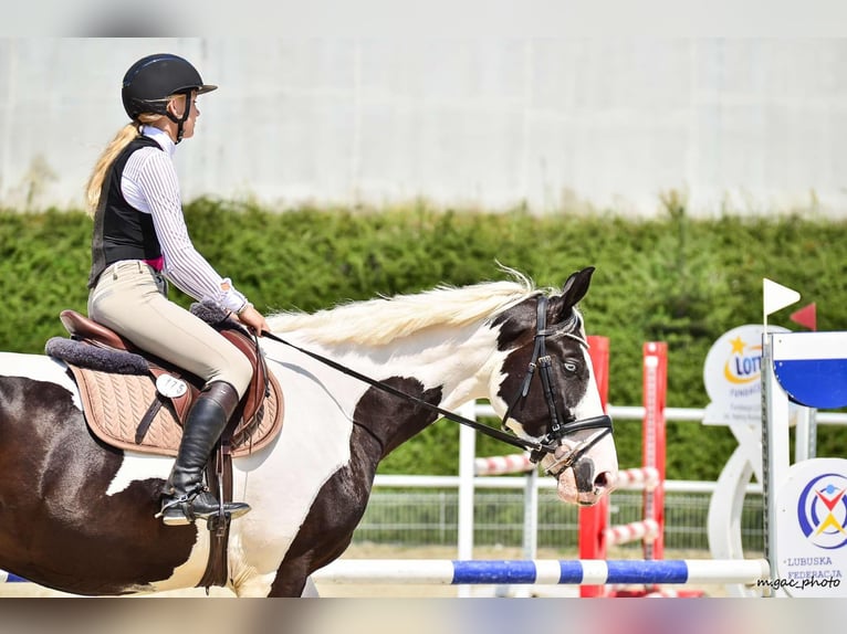 Polski koń szlachetny półkrwi Wałach 6 lat 175 cm Srokata in Zielona G&#xF3;ra