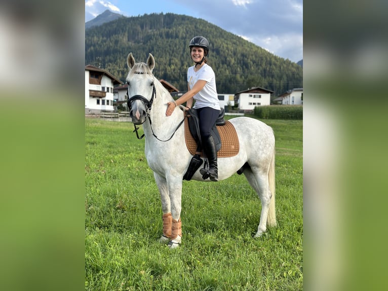 Polski koń szlachetny półkrwi Wałach 7 lat 160 cm Siwa in Grinzens