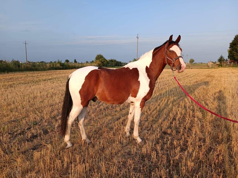 Polski koń szlachetny półkrwi Wałach 7 lat 165 cm Srokata in Iwno