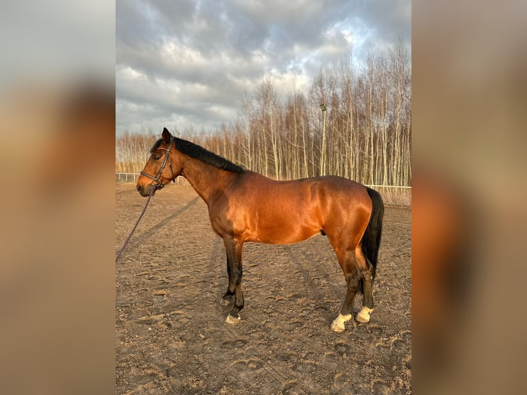 Polski koń szlachetny półkrwi Wałach 7 lat 166 cm Gniada in Robercin