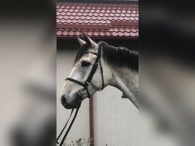 Polski koń szlachetny półkrwi Wałach 7 lat 167 cm Siwa in Grudziadz
