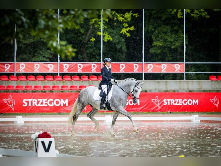 Polski koń szlachetny półkrwi Wałach 8 lat 172 cm Siwa in Rybnica