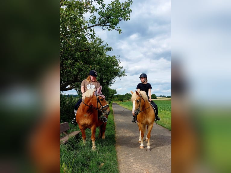 Polski koń zimnokrwisty Klacz 10 lat 150 cm Kasztanowata in Ronneburg