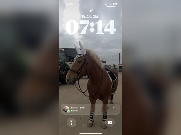 Polski koń zimnokrwisty Klacz 10 lat 150 cm Kasztanowata in Ronneburg