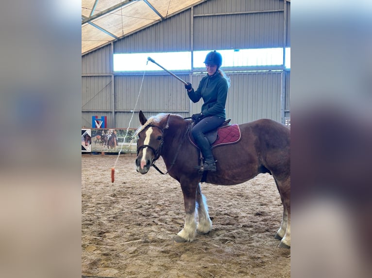 Polski koń zimnokrwisty Klacz 10 lat 155 cm Kasztanowata in Sławoborze