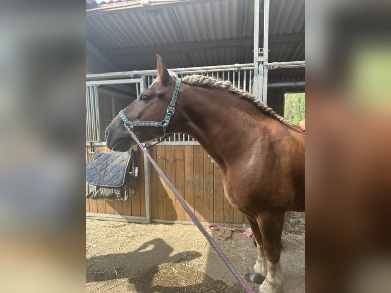 Polski koń zimnokrwisty Klacz 10 lat 155 cm Kasztanowata in Sławoborze