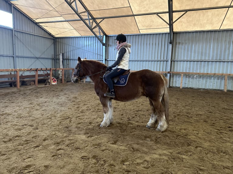 Polski koń zimnokrwisty Klacz 10 lat 155 cm Kasztanowata in Sławoborze