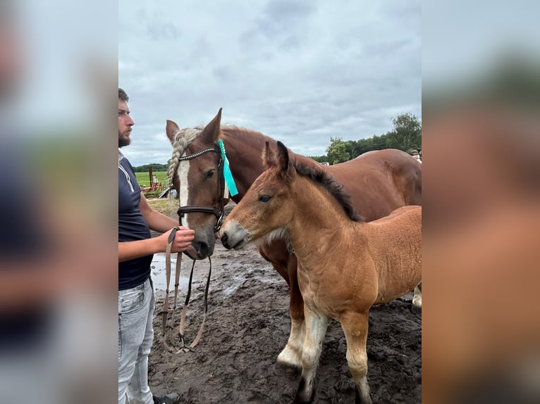 Polski koń zimnokrwisty Klacz 10 lat 155 cm Kasztanowata in Sławoborze