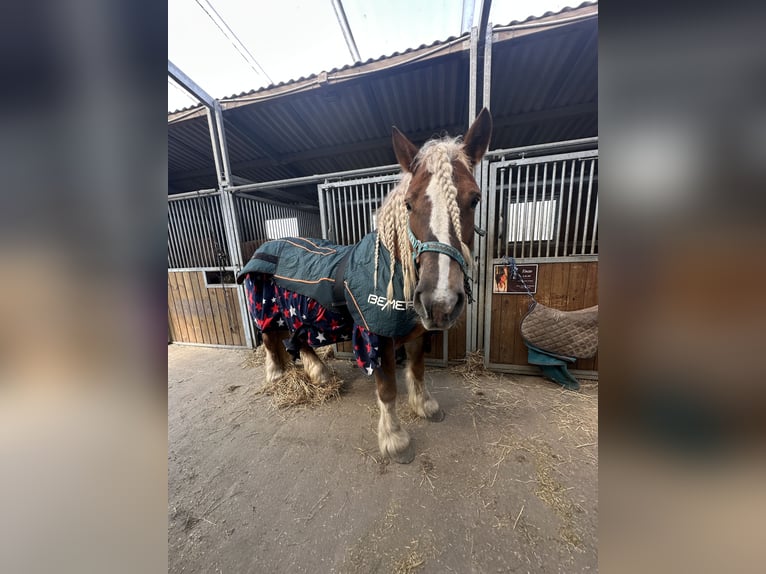 Polski koń zimnokrwisty Klacz 11 lat 155 cm Kasztanowata in Ciechnowo