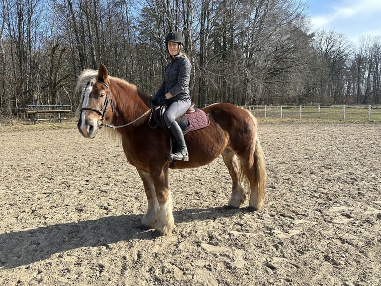 Polski koń zimnokrwisty Klacz 11 lat 155 cm Kasztanowata in Ciechnowo