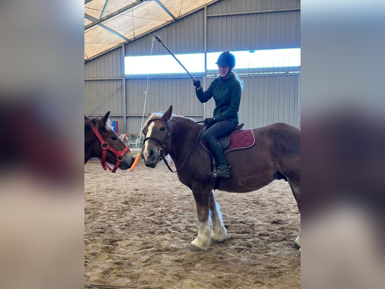 Polski koń zimnokrwisty Klacz 11 lat 155 cm Kasztanowata in Ciechnowo