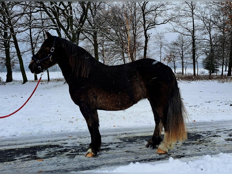 Polski koń zimnokrwisty Klacz 11 lat 156 cm Ciemnokasztanowata in Forst