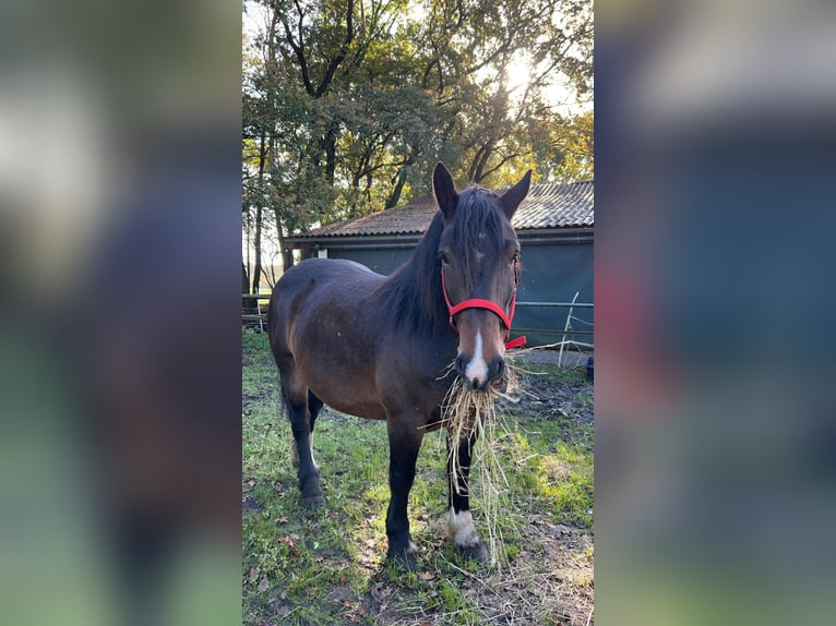 Polski koń zimnokrwisty Klacz 11 lat 157 cm Gniada in Meppen