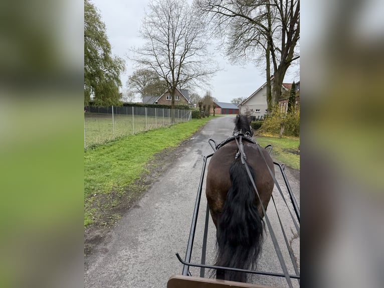 Polski koń zimnokrwisty Klacz 11 lat 157 cm Gniada in Meppen