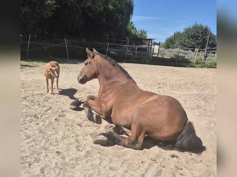 Polski koń zimnokrwisty Klacz 11 lat 160 cm Gniada in Büttelborn Polski koń zimnokrwisty Klacz 11 lat 160 cm Gniada in Büttelborn