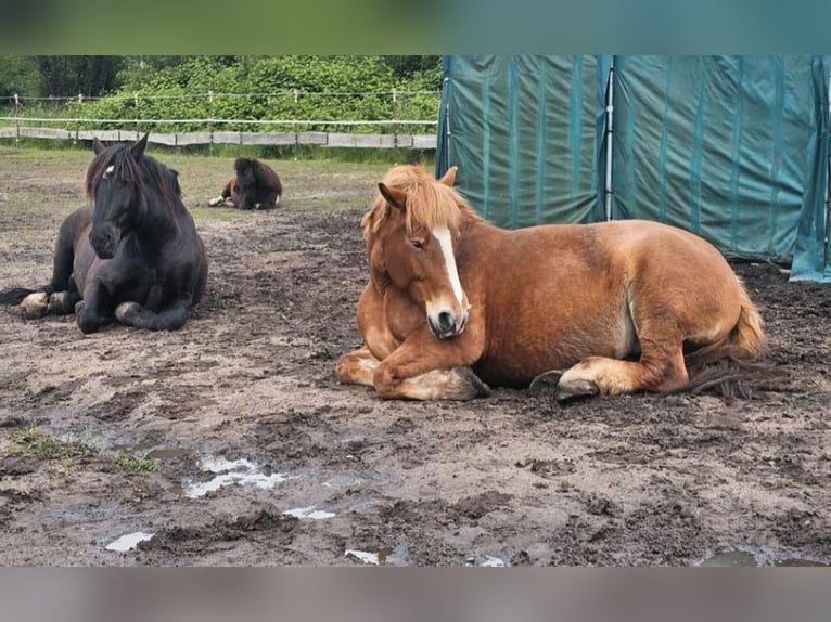 Polski koń zimnokrwisty Klacz 11 lat 160 cm Jasnogniada in Schifferstadt