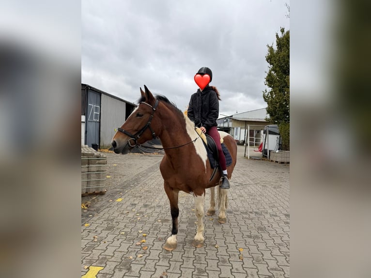 Polski koń zimnokrwisty Klacz 12 lat 155 cm Srokata in Solingen