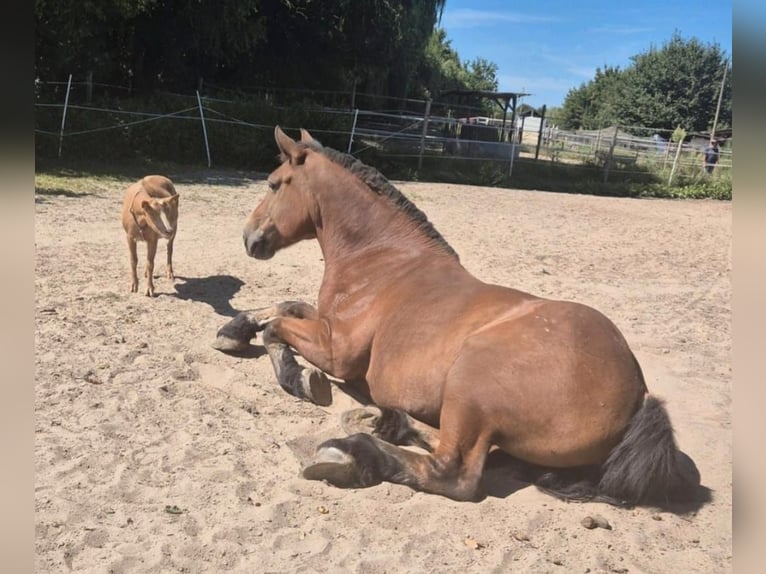 Polski koń zimnokrwisty Klacz 12 lat 160 cm Gniada in Büttelborn