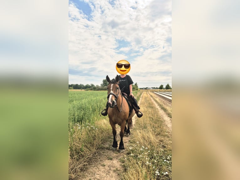 Polski koń zimnokrwisty Klacz 12 lat 160 cm Gniada in Büttelborn