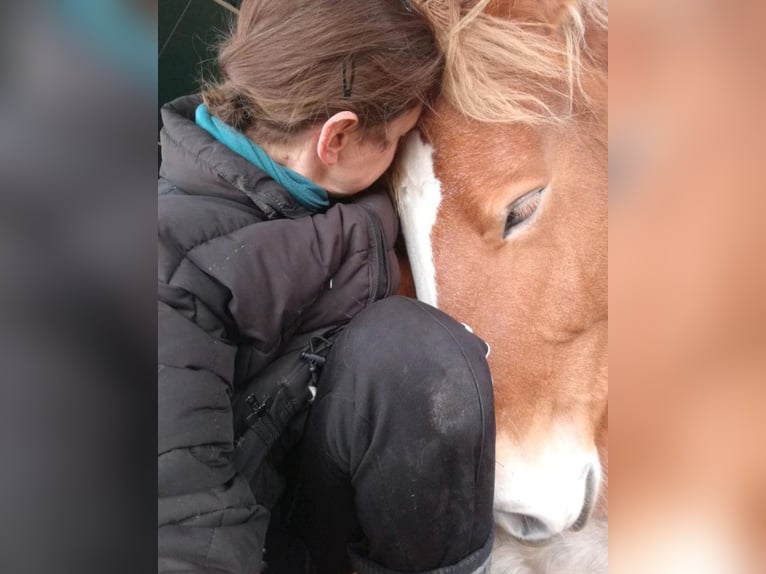 Polski koń zimnokrwisty Klacz 12 lat 160 cm Jasnogniada in Schifferstadt