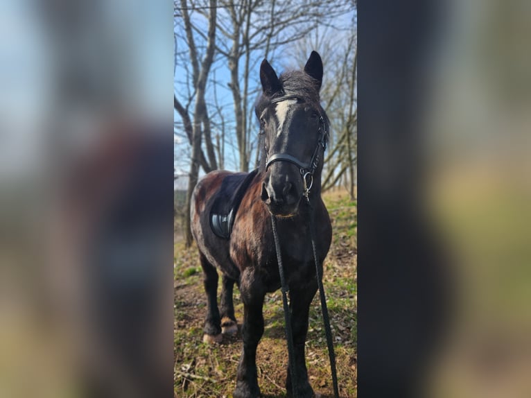 Polski koń zimnokrwisty Klacz 13 lat 153 cm in Bannewitz